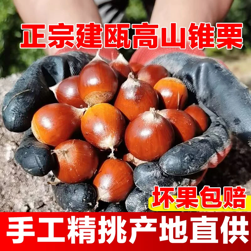 圆锥栗建瓯锥栗正宗当季新鲜栗子福建特产圆栗毛栗子尖栗农家油栗