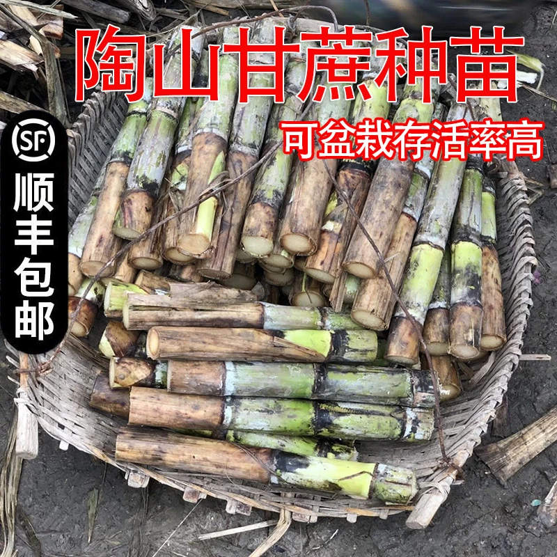 正宗青皮甘蔗头部尾巴陶山甘蔗苗种子12段每段2-4个芽顺风包邮