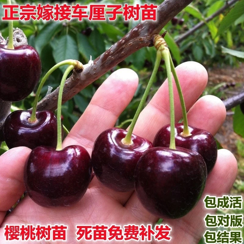车厘子树苗盆栽地栽南方北方种植当年结果特大嫁接樱桃苗果树果苗