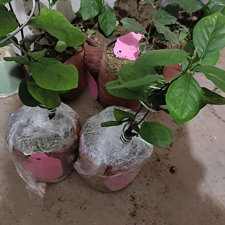 魔心金弹子嫁接苗