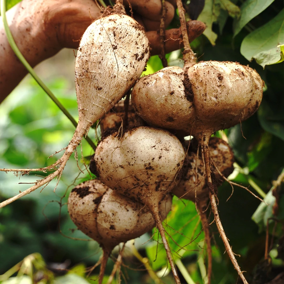 贵州大山特产应季大果地瓜地萝卜脆甜多汁冰镇凉拌炖夏季解暑神器