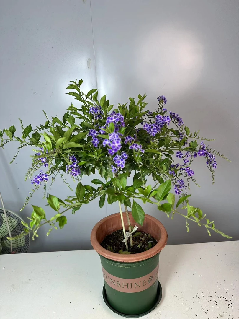 巧克力花香蕾丝金露花懒人盆栽蓝精灵独杆棒棒糖阳台浓香耐热四季
