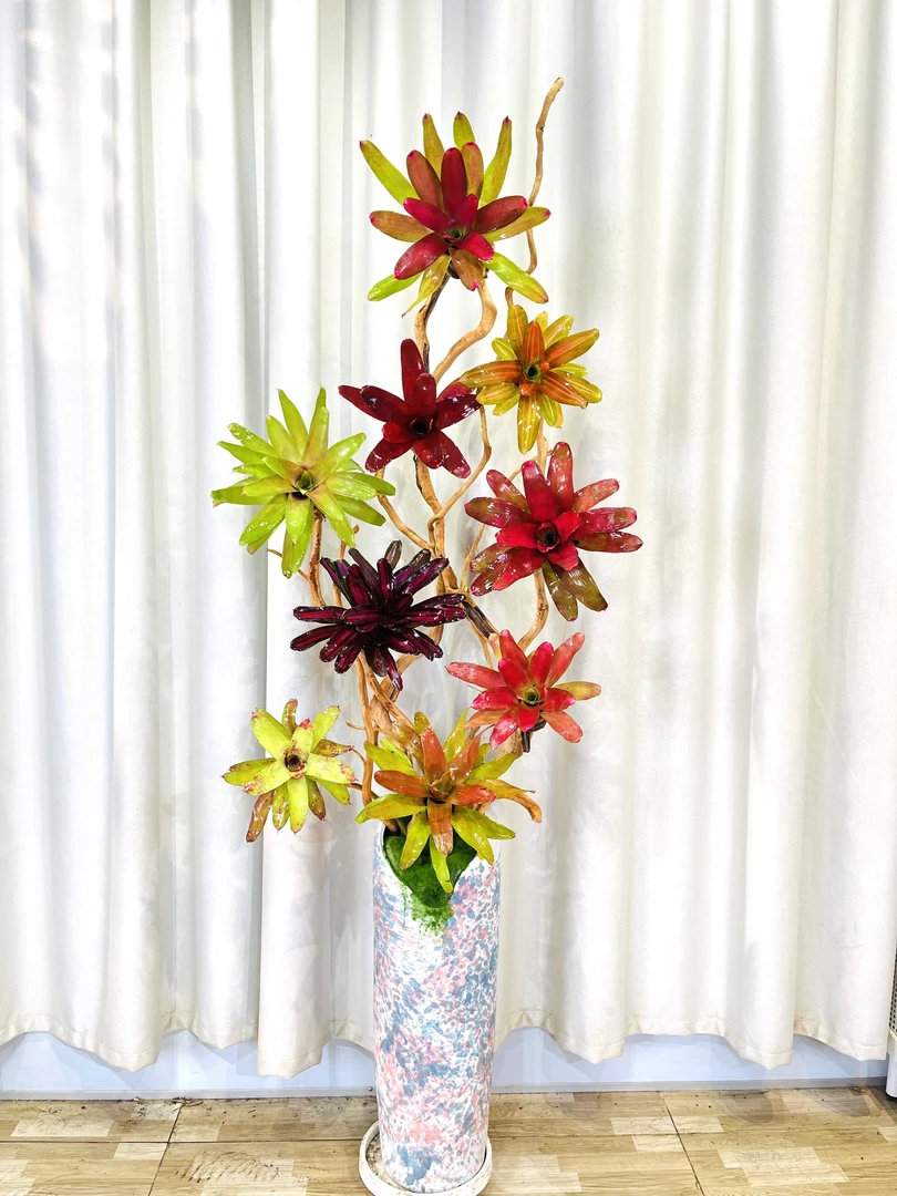 【大落地】积水凤梨高端设计盆栽（图片仅供参考实物以在直播间为主）