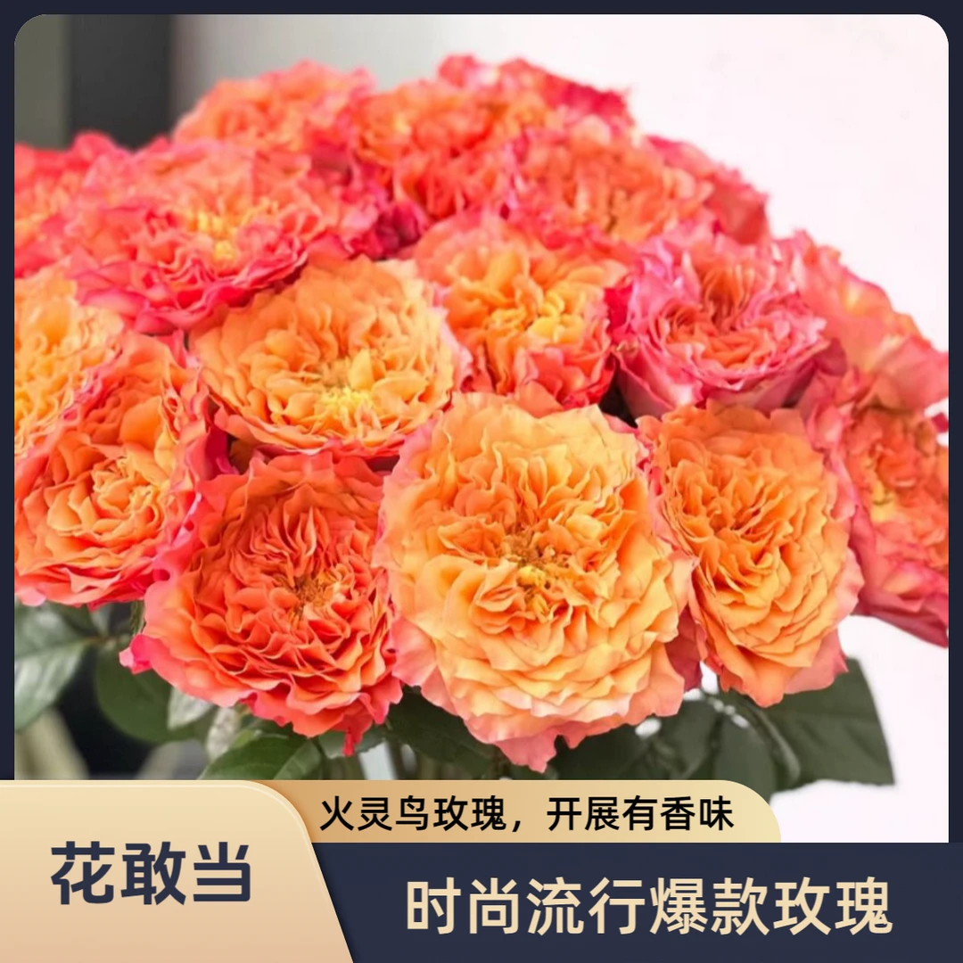 【花敢当】火灵鸟玫瑰 家用鲜花 云南鲜花 基地顺风/京东发货