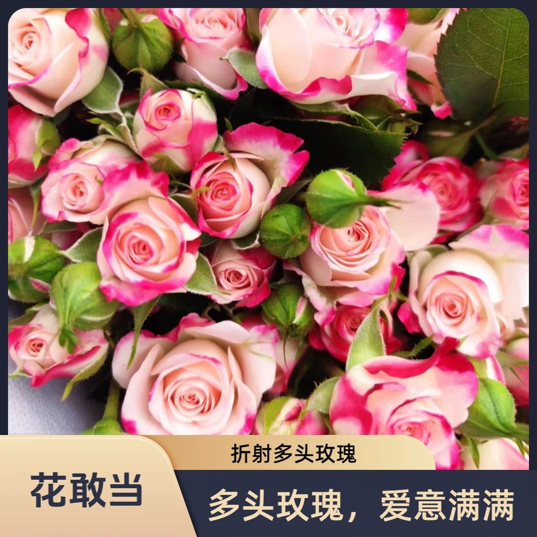 【花敢当】折射多头玫瑰 稀有 生活鲜花 云南鲜花基地顺风/京东发货