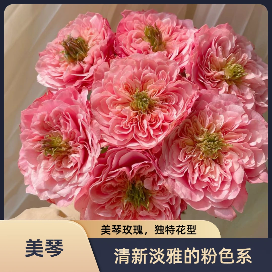 【花敢当】美琴玫瑰 稀有温柔 家用生活鲜花 云南鲜花基地包邮直发
