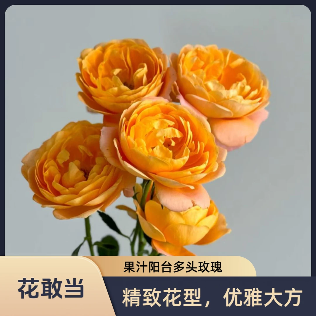【花敢当】果汁阳台多头玫瑰 生活鲜花 云南鲜花基地顺风/京东发货