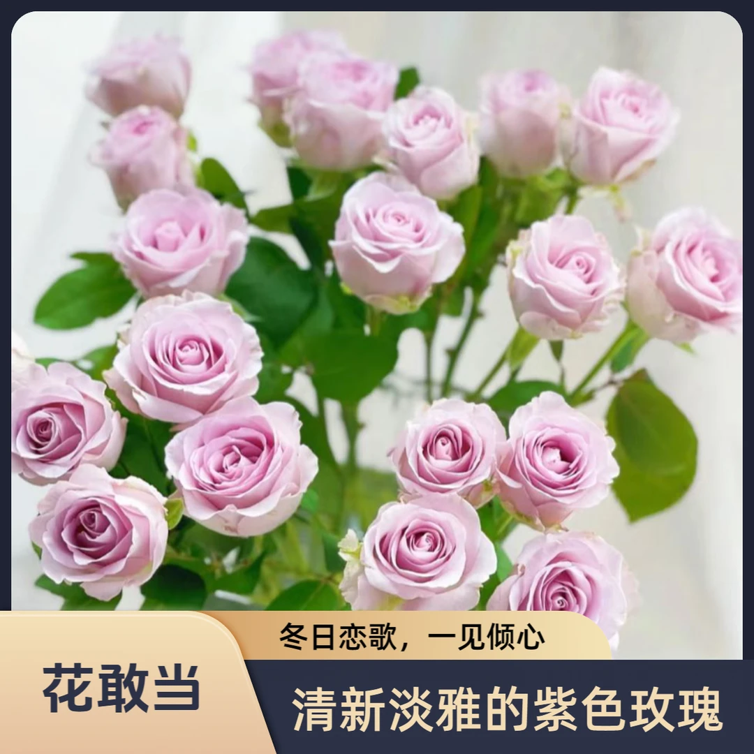 【花敢当】冬日恋歌玫瑰 紫色 家用生活鲜花 云南鲜花 基地顺风发货