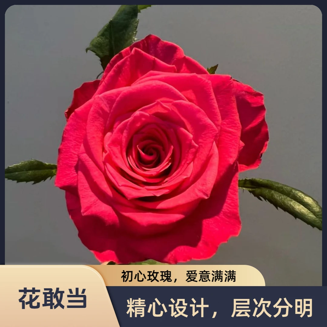 【花敢当】初心玫瑰 爱意满满 家用生活鲜花 云南鲜花基地顺风发货