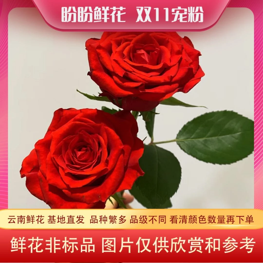 稀有玫瑰60支 三拼玫瑰宠粉 粉丝送保鲜剂 20%运损不售后 鲜花