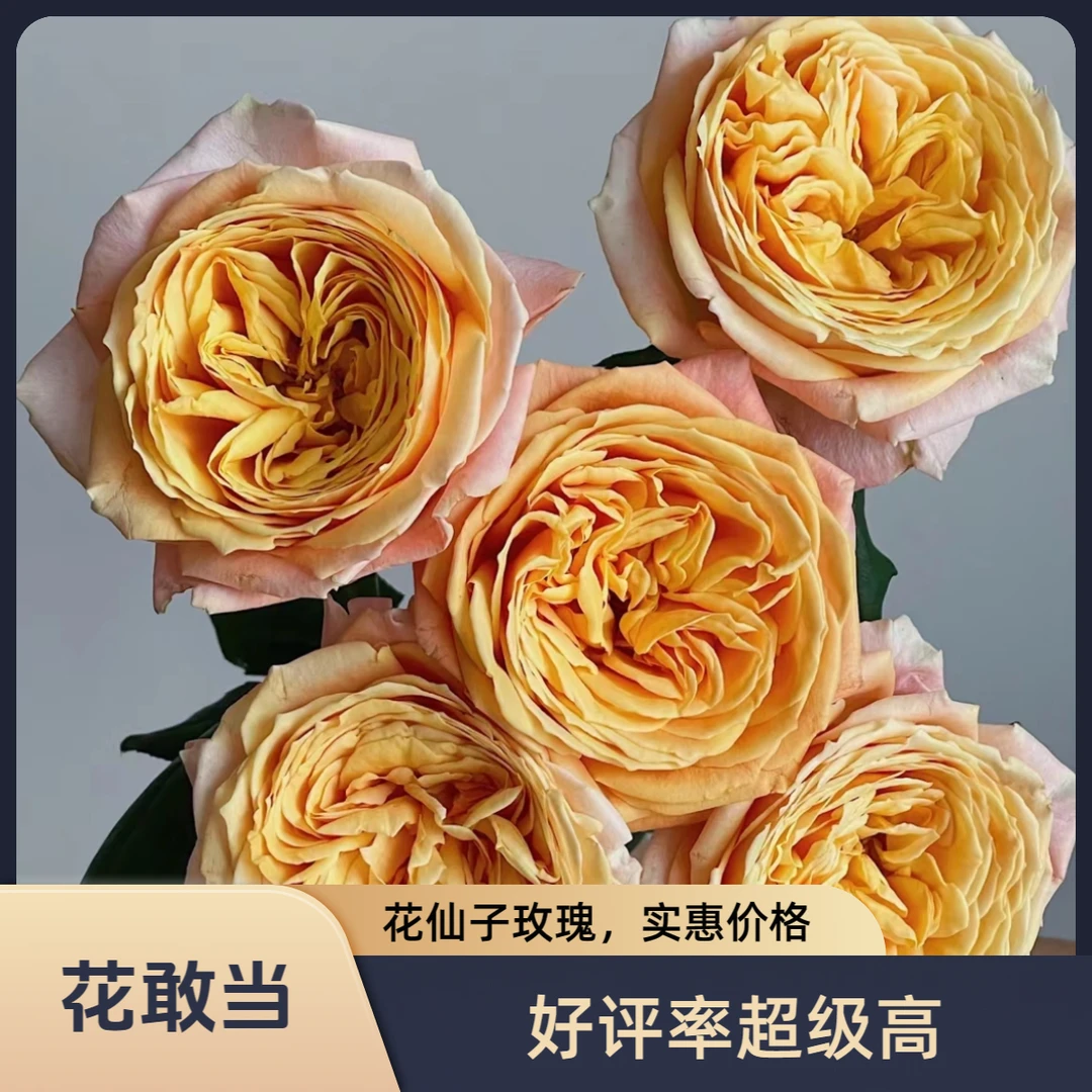 【花敢当】花仙子玫瑰 稀有 家用生活鲜花 云南鲜花基地顺风发货