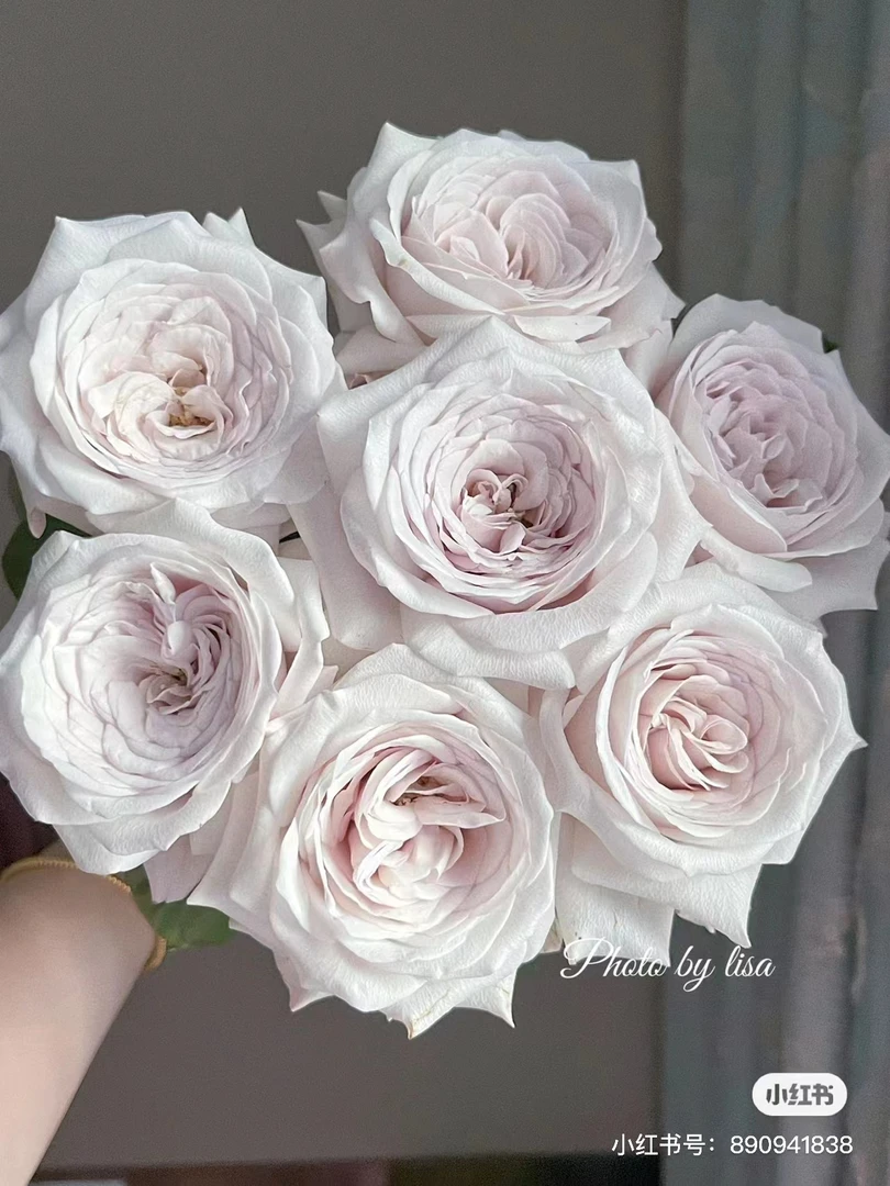 鲜花 45cm银色衬裙20支轻微擦伤不售后【3枝损耗不售后，介意勿拍】