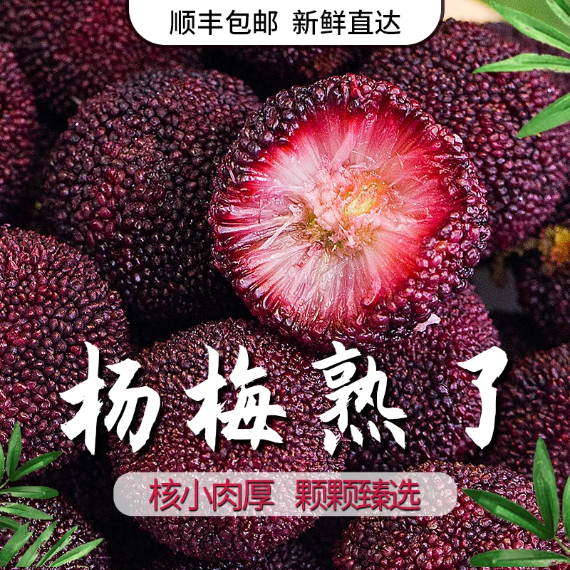 【小果】温州泰顺杨梅东魁杨梅新鲜杨梅饱满浓郁多汁不催熟
