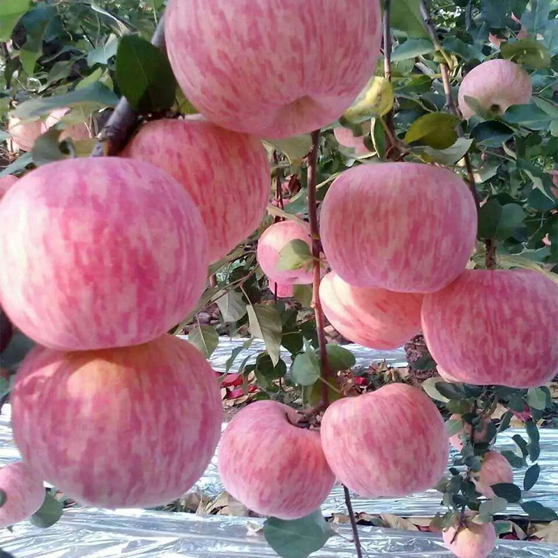 正宗沂源红苹果江北第一果皮薄多汁酸甜可口世博果85#5斤装