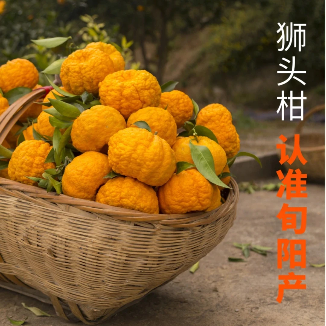 旬阳冬青狮头柑礼盒5斤/10斤装现摘现发酸甜爽口