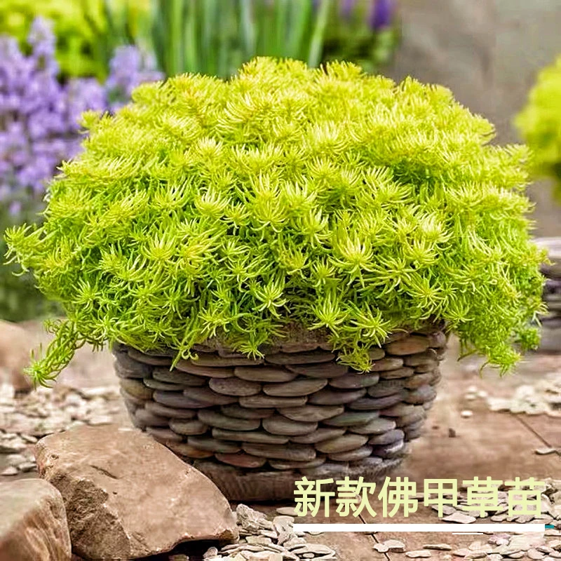 佛甲草苗盆栽夏季屋顶绿化垂盆佛甲草宿根常绿耐热吊篮黄金佛甲草