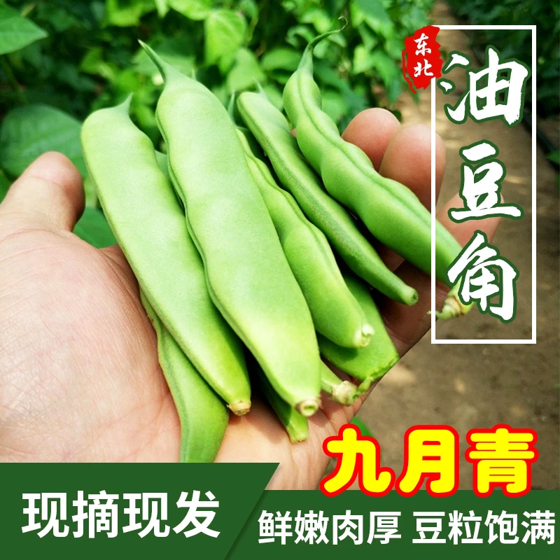 东北油豆角九月青农家新鲜蔬菜吉林特产开锅烂面油豆角现摘现发