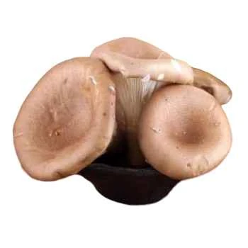 【蔬菜】精装猪肚菇约200g/盒