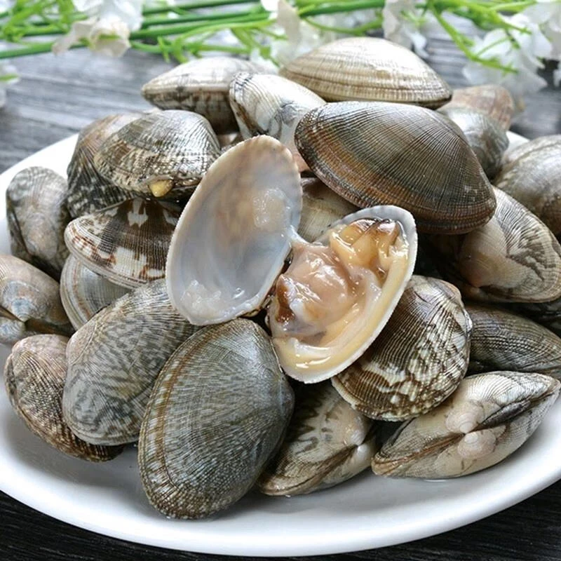【鲜活】无沙花蛤（中）约1000g/份（HLD）