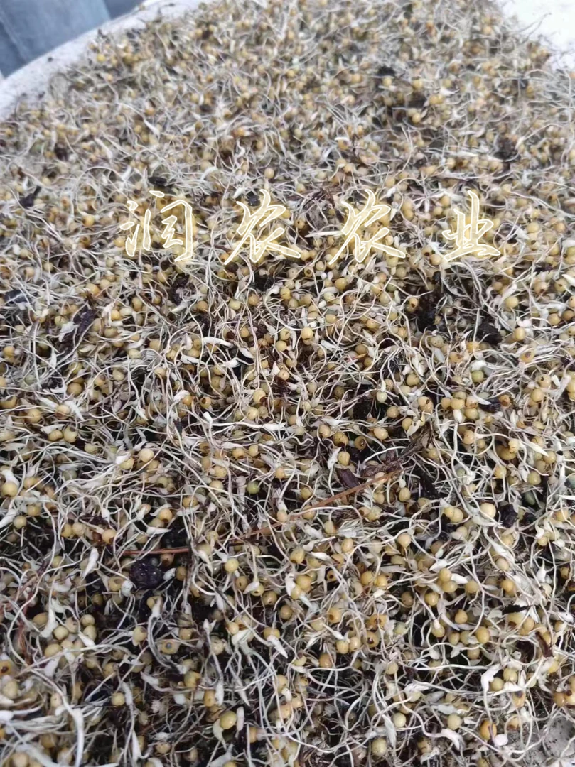 优质的黄精种子 催芽种子姜形多花黄精种芽 不倒苗黄精芽