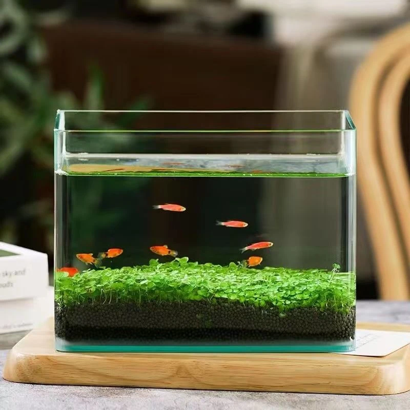 【开春亏冲】【包出芽】水草种子水草泥生态家用创意鱼缸玻花盆种新种