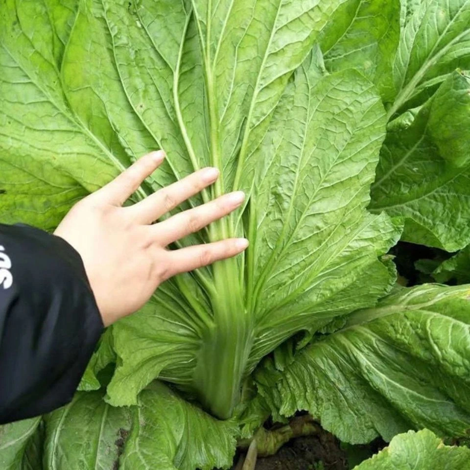 秋冬耐寒宽帮青菜种子腌渍泡菜酸菜腌菜四川芥菜中熟大室外蔬四季