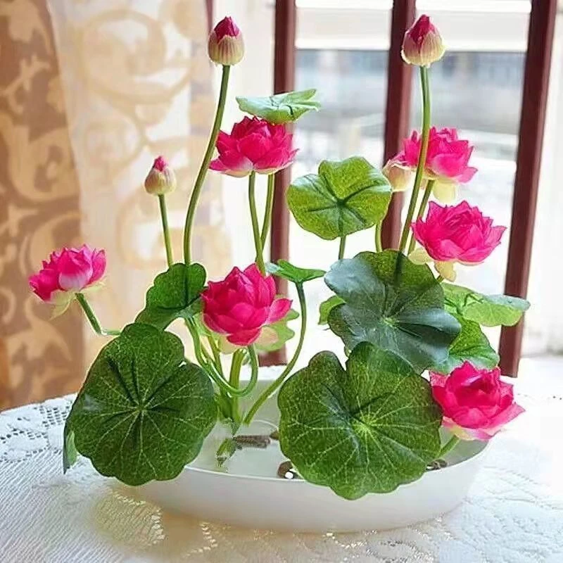 【七天发芽】【厂家直发】已开口碗莲睡莲四季开花无土水培春季蔬新种