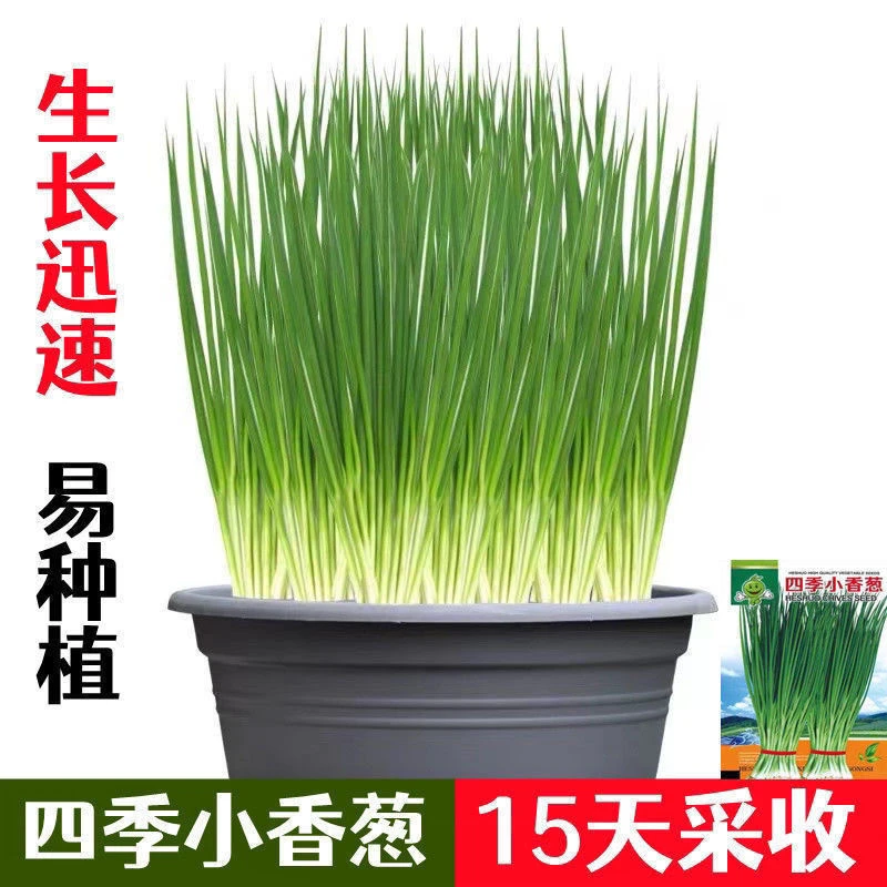 【开春亏冲】小香葱种四季易种小葱阳台室内盆栽葱种批发家花盆新种