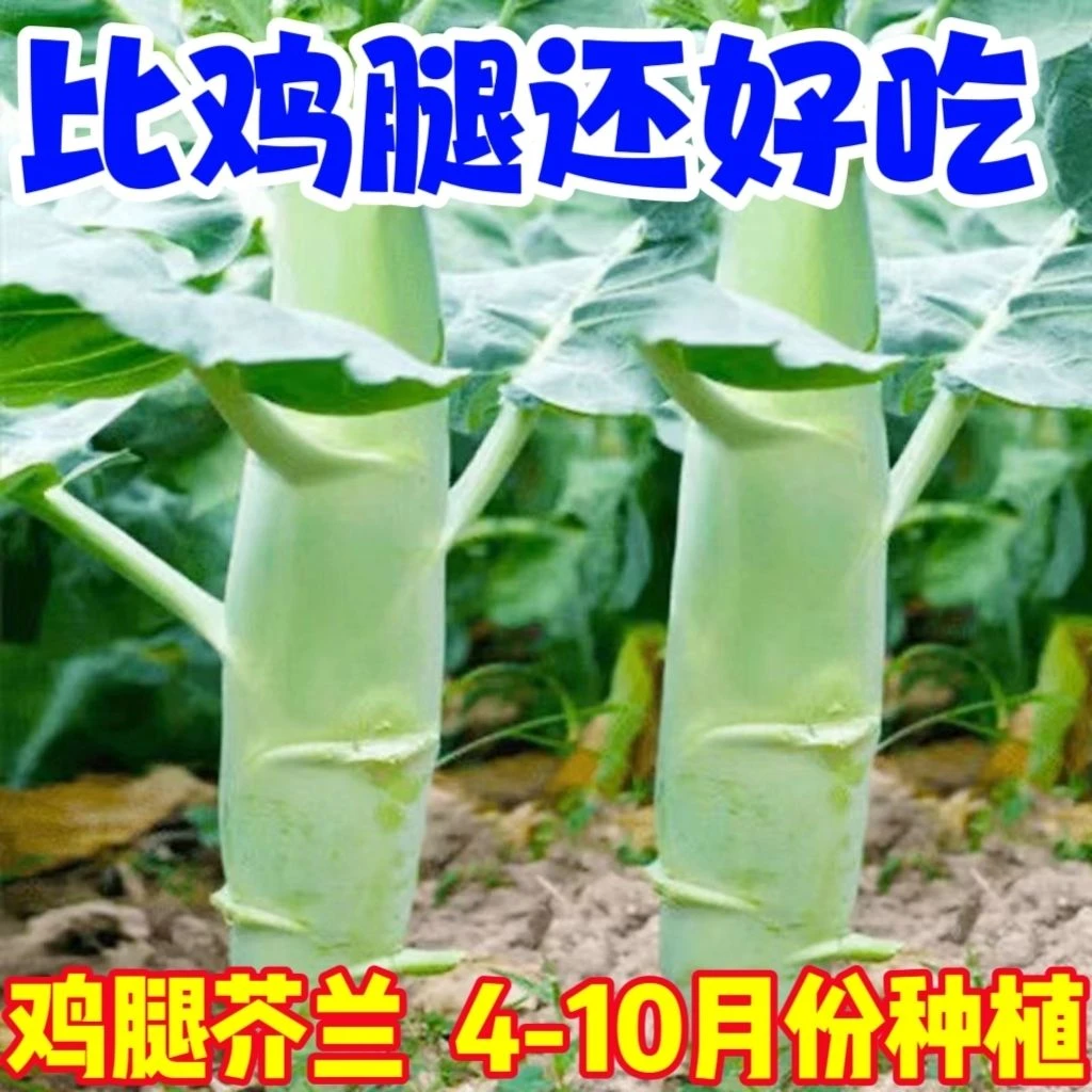 秋冬耐寒鸡腿芥兰甜芥蓝新鲜蔬菜生吃甜脆多汁凉拌室外蔬四季高产