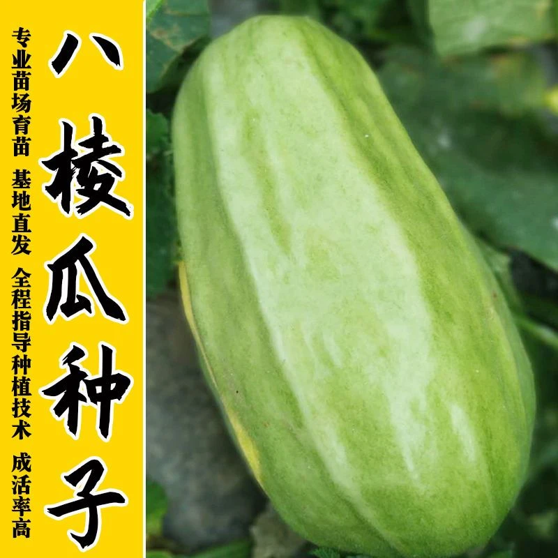 【开春亏冲】八棱脆瓜籽水菜瓜老品种八棱脆菜瓜四季播庭院蔬新种