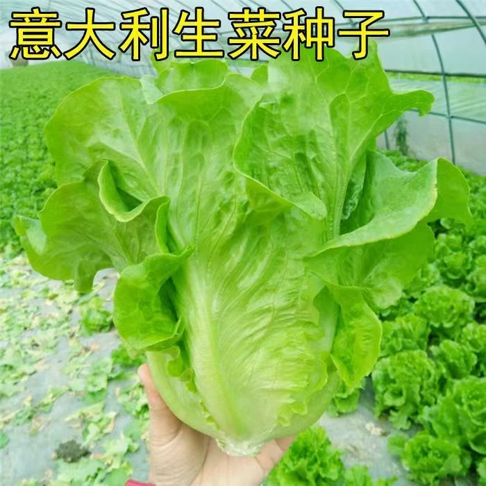 【开春亏冲】【苞对版】甜脆意大利生菜种子