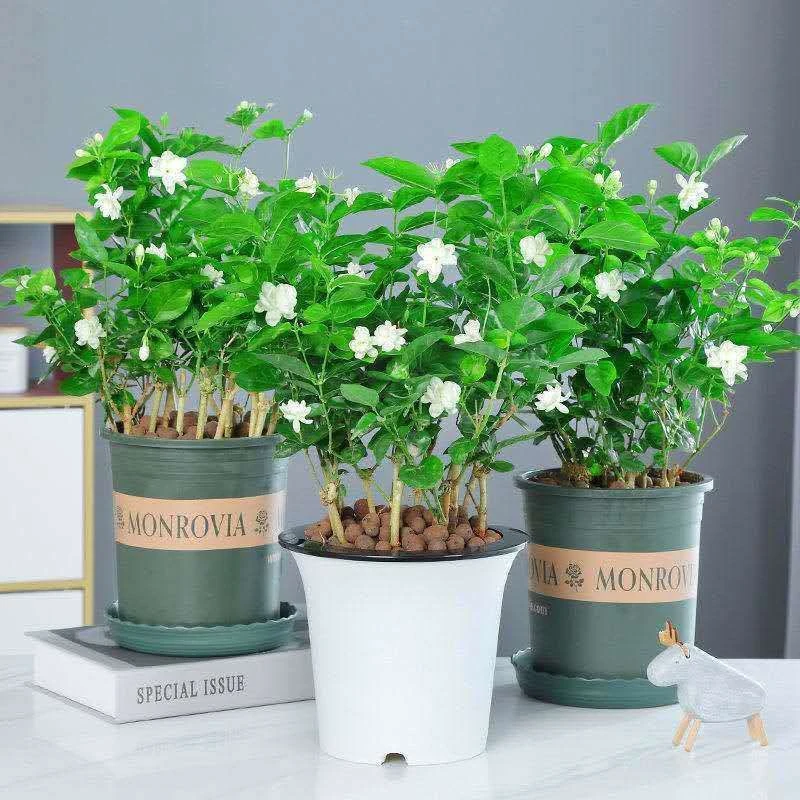 茉莉花盆栽带花苞重瓣浓香型好养易活客厅四季阳台花卉花苗绿植