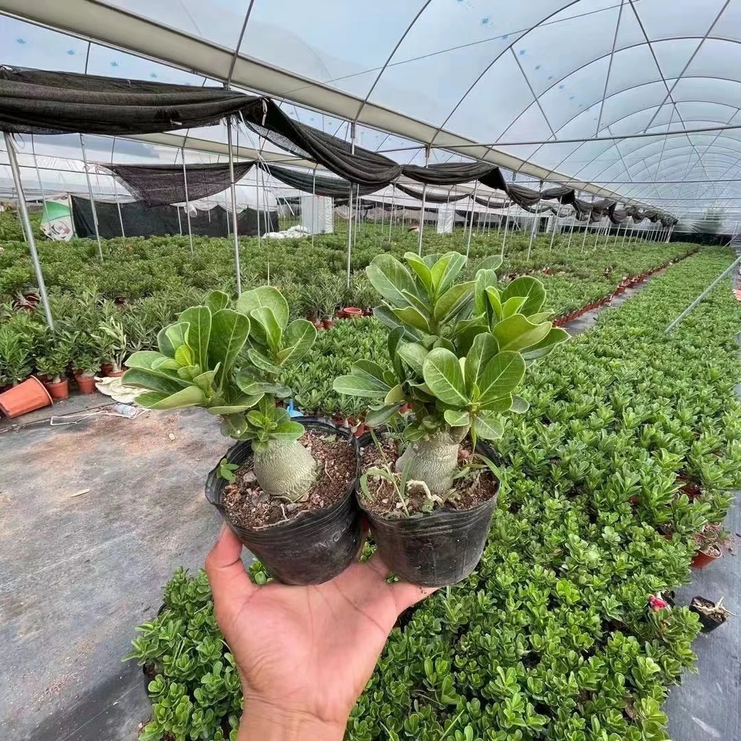 沙漠玫瑰盆栽老桩四季开花好养室内阳台花卉绿植盆景多肉植物耐干