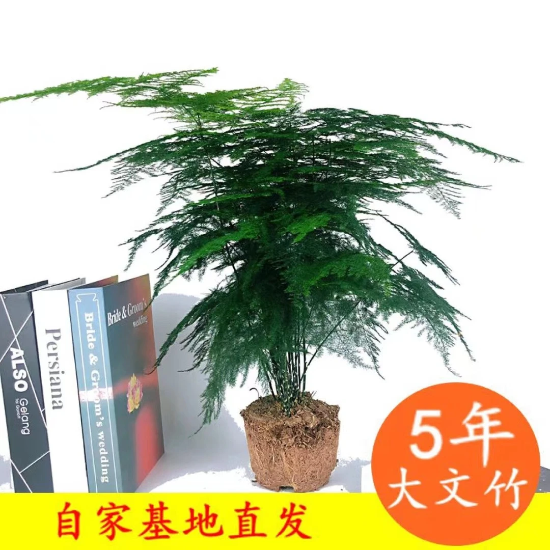 文竹盆栽植物 室内绿色大文竹盆景 四季常青好养绿植桌面净化空气