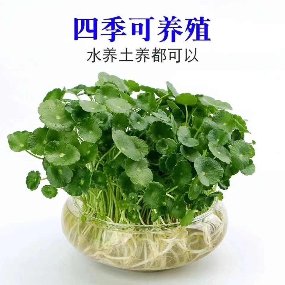铜钱草 水培植物 室内室外土养盆栽招财绿植花卉金钱草喜阳办公桌