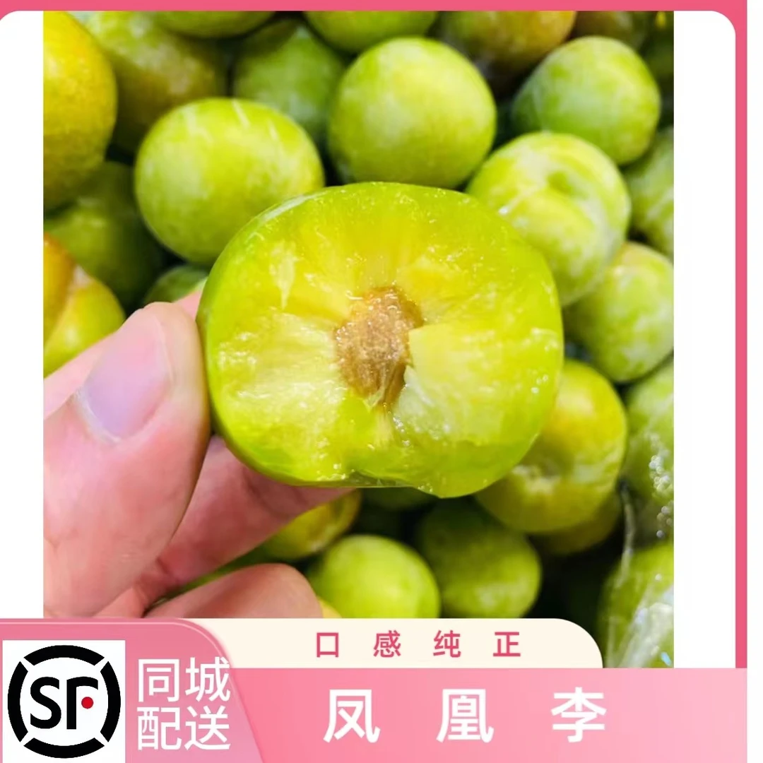 凤凰李散称中果/大果