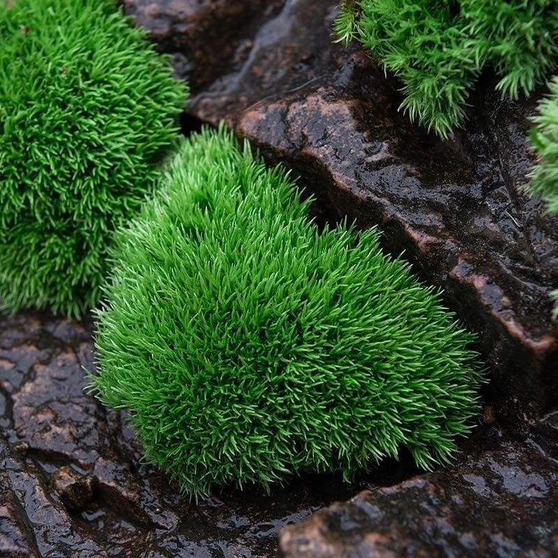 白发藓微景观青苔铺面苔藓批发diy材料假山吸水石水陆缸植物绿植