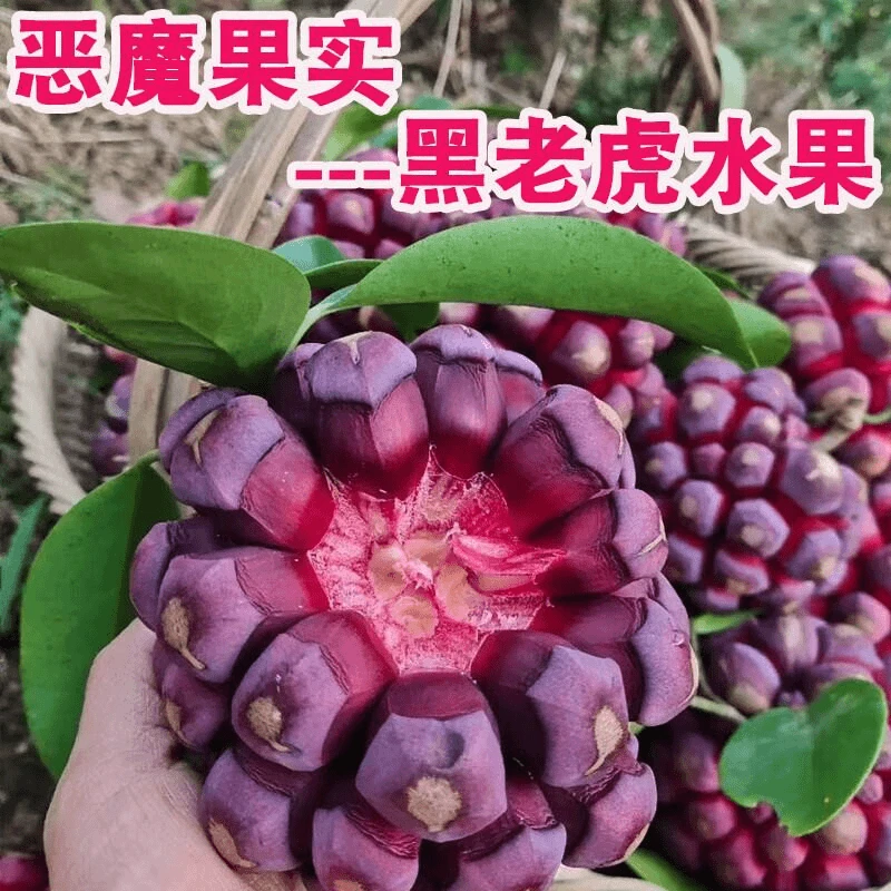 现货速发黑老虎布福娜果恶魔果实新鲜稀奇古怪的水果罕见稀有当季