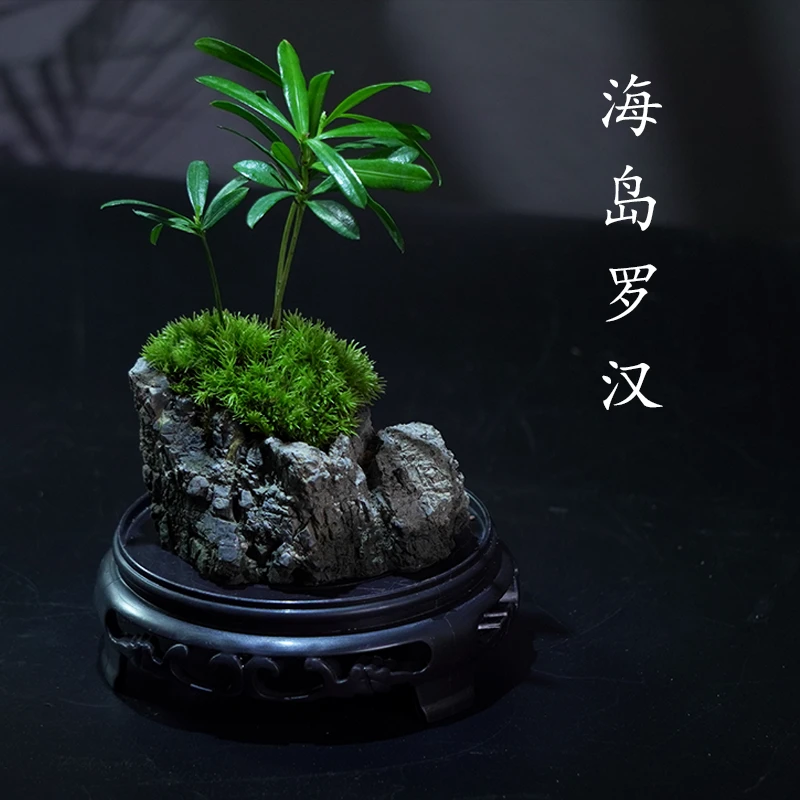 【海岛罗汉松】精美盆栽罗汉松ins风绿植创意微景观苔藓桌面景观