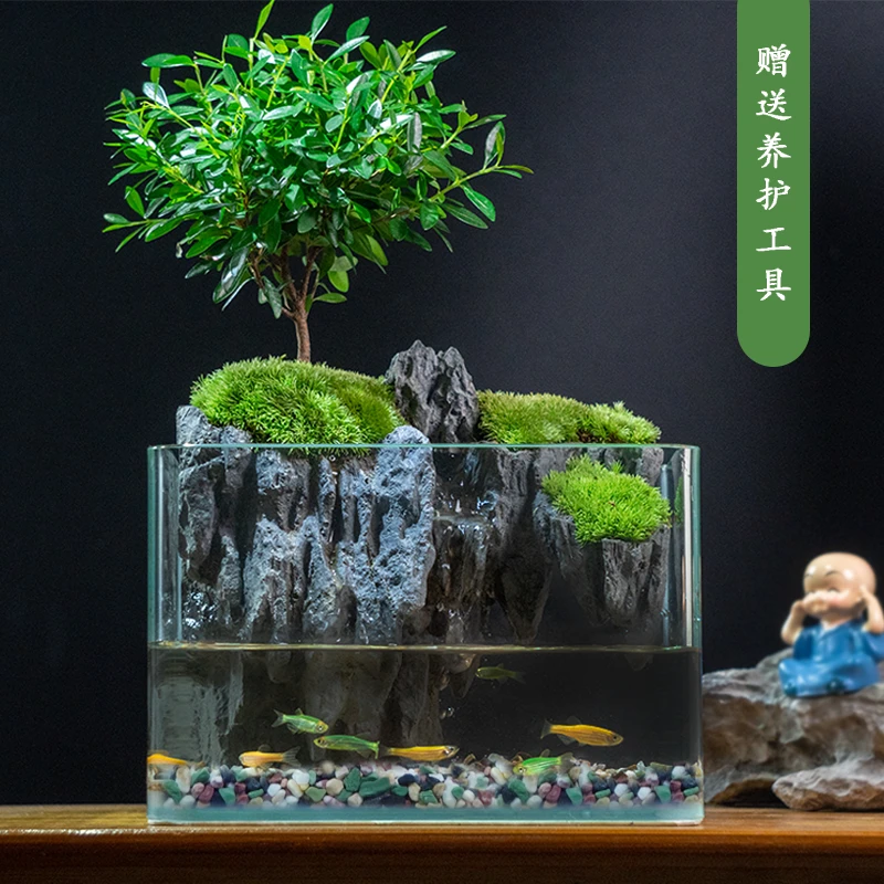 (新峡谷) 专属 小叶赤楠养鱼桌面景观创意办公室懒人植物18*13*15