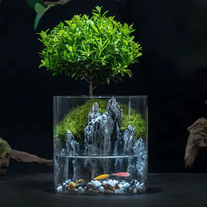 (青云)专属 小叶赤楠ins绿植桌面微景观创意盆栽生态玻璃瓶12*12