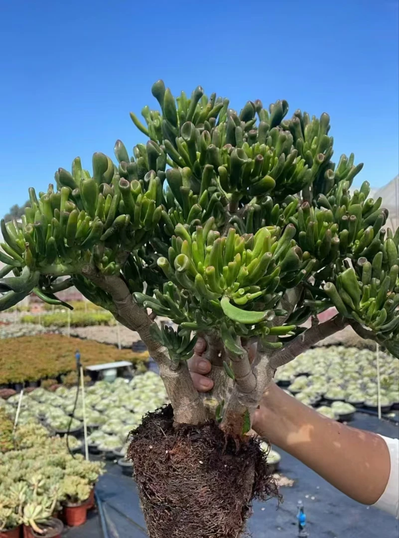 6年老桩吸财树    新手必备    老手必养    南方北方