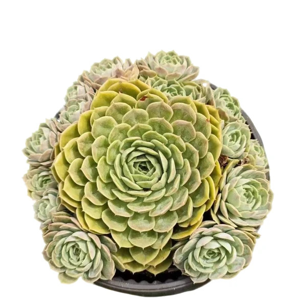 地栽手捧昂斯诺 品牌直径    新手必备   老手必养    多肉绿植