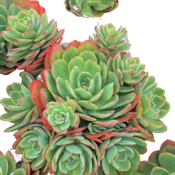 地栽绮罗小号新手必备   老手必养    多肉绿植