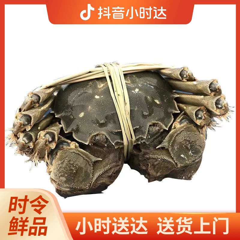 【江苏大闸蟹】鲜活2两母大闸蟹一只（90克~110克)(5只起送）