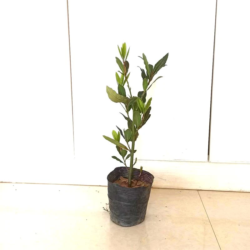 香叶树苗地中海调味香料庭院生长植物根系盆栽四季常青实拍原盆发