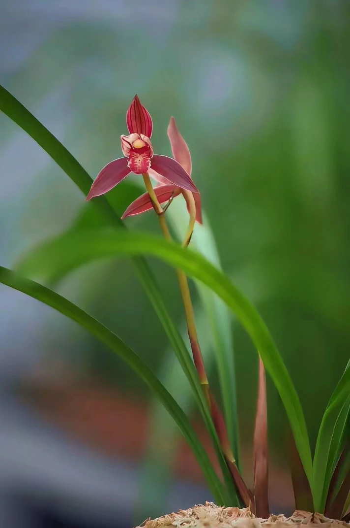 建兰《峨山大红》