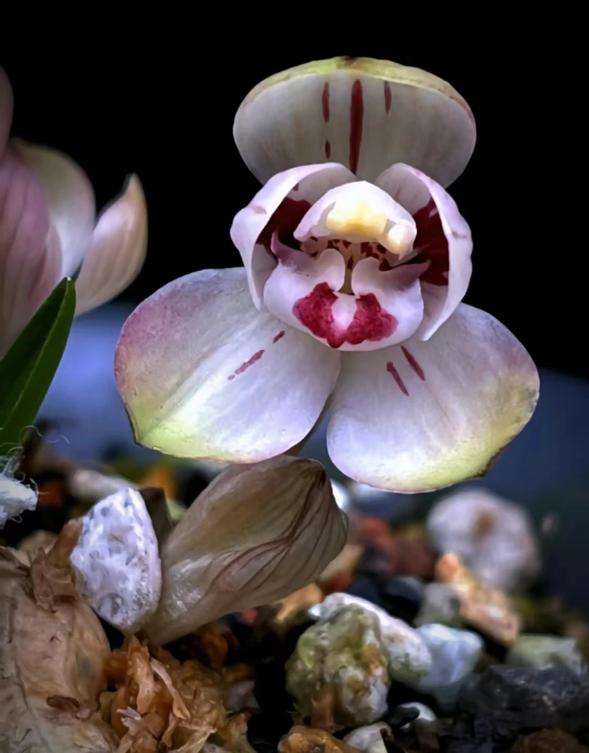 春兰《掌上明珠》