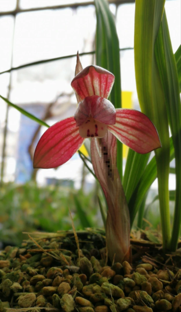 春兰《中华丽荷》