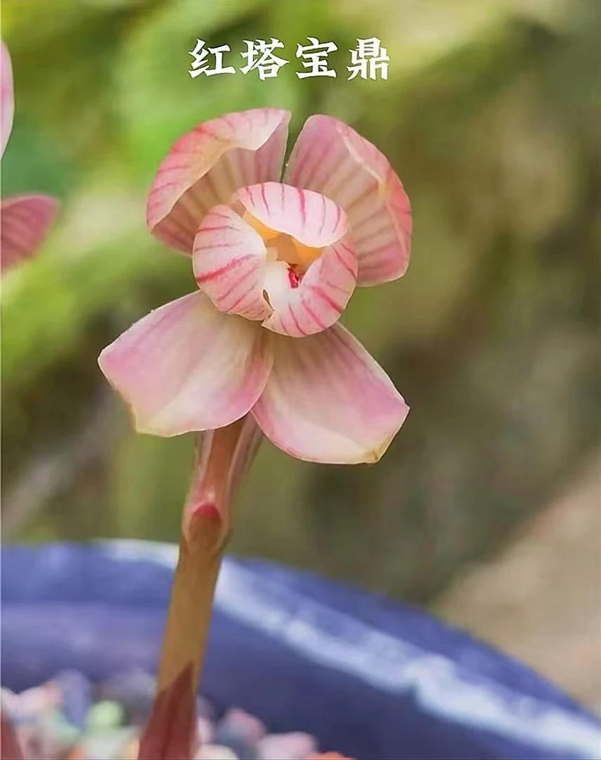 春兰《鑫荷》